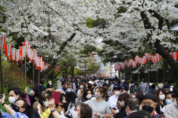 Wearing protective masks, people walk and take photos under cherry blossoms in Tokyo, Japan. The country’s “sakura” started blooming earlier this month and has already peaked in many places. AP PHOTO/EUGENE HOSHIKO
