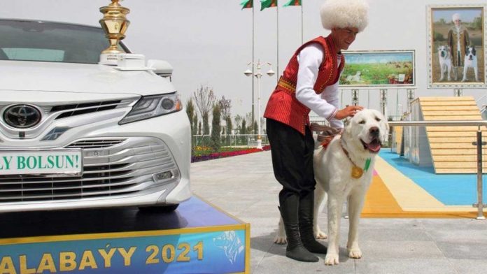 dog-breed-turkmenistan In Turkmenistan, the Alabay dog is a symbol of national pride. A national holiday honors this very special breed of dog. REUTERS