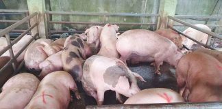 Western Visayas has over one million live hogs as per inventory of the Philippine Statistics Authority. The number is expected to increase with the repopulation program implemented in the region. DA-6