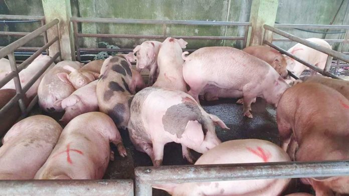 hog-raisers Western Visayas has over one million live hogs as per inventory of the Philippine Statistics Authority. The number is expected to increase with the repopulation program implemented in the region. DA-6