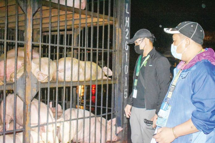 Personnel from the Department of Agriculture-Western Visayas check hogs that will be transported to Metro Manila. The African swine fever has wiped out four million hogs amid the pandemic, causing pork supply woes and high pork meat prices especially in Metro Manila. DA-WESTERN VISAYAS/FACEBOOK