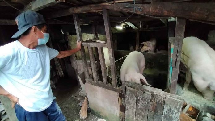 ASF-edit2 A backyard hog raiser checks his pigs in Barangy San Nicolas, La Paz, Iloilo City. “There is an urgent need to address the continued spread of African swine fever and its adverse impacts to jumpstart the rehabilitation of the local hog industry, and to ensure the availability, adequacy and affordability of pork products,” says President Rodrigo Duterte. PN PHOTO