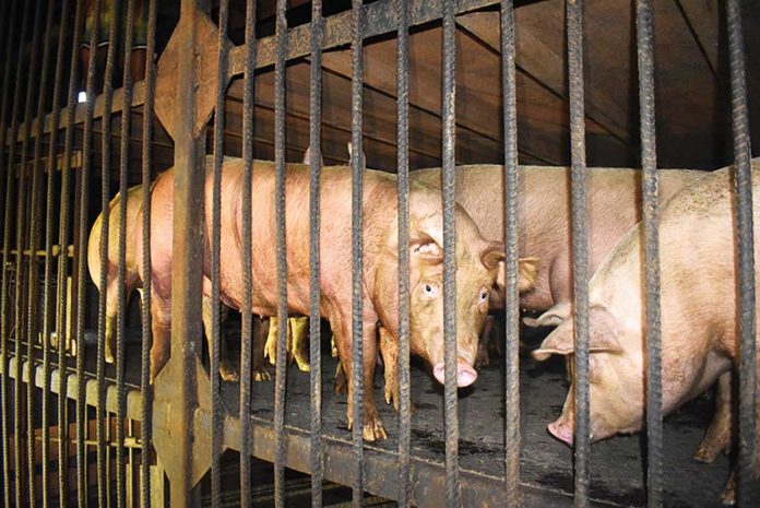 These live pigs will be transported from Negros Occidental to other parts of the country. The province’s commercial and backyard hog raisers recently sent 577 heads in a single shipment to Luzon via Batangas Port. DA-RAFIS 6 These live pigs will be transported from Negros Occidental to other parts of the country. The province’s commercial and backyard hog raisers recently sent 577 heads in a single shipment to Luzon via Batangas Port. DA-RAFIS 6