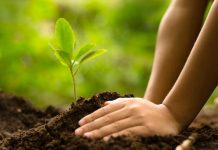 10K trees to be planted: Iloilo-wide Arbor Day drive backs ‘Forest Province 2044’ vision Photo for representation only. VINTAGE TREE CARE