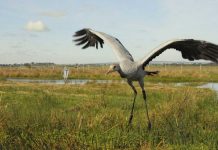 ‘Flying giant’ returning to Ireland after centuries Cranes have been absent as a breeding bird in Ireland for more than 300 years. NICK UPTON VIA BBC