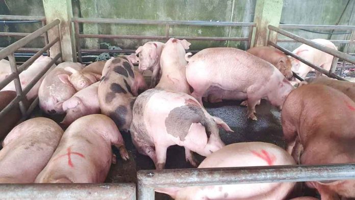 asf Antique remains an African swine fever-free province. To protect the multi-million hog industry, sellers and consumers should be vigilant against the virus. MA ALBERT ESTOYA VIA DA-6