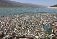 Dead fishes are seen floating in Lake Qaraoun on the Litani River, Lebanon on April 29, 2021. REUTERS/MOHAMED AZAKIR
