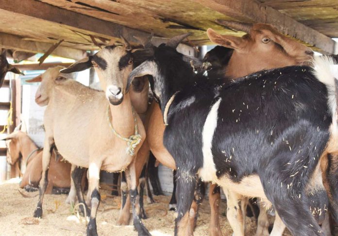 goat To help farmers increase their income amid the pandemic the Department of Agriculture gives breeding goats to farmer-beneficiaries. In San Remegio, Antique, four farmers’ associations receive 108 goat heads from the DA-SAAD recently. DA-6