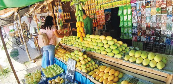 For this year’s Manggahan Festival, majority of the mango growers say didn’t set production target. JAPHET FAJARDO/PN