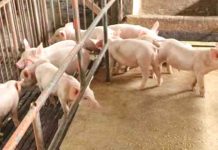 San Enrique, Ajuy record ASF cases REPOPULATE. Negros Occidental is poised to increase the production of disease-free hogs to help other provinces hit hard by the African swine fever (ASF). On May 10, President Rodrigo Duterte signed Proclamation 1143, placing the entire country under a state of calamity for one year due to the ASF outbreak. PNA BACOLOD