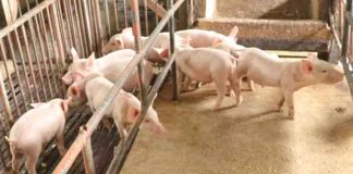 REPOPULATE. Negros Occidental is poised to increase the production of disease-free hogs to help other provinces hit hard by the African swine fever (ASF). On May 10, President Rodrigo Duterte signed Proclamation 1143, placing the entire country under a state of calamity for one year due to the ASF outbreak. PNA BACOLOD