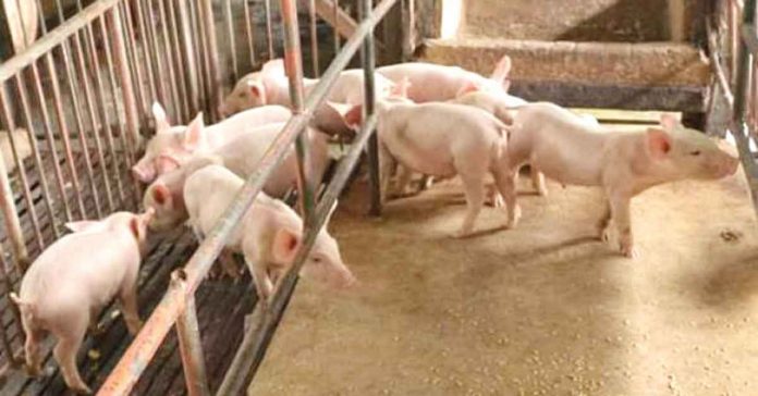 pork REPOPULATE. Negros Occidental is poised to increase the production of disease-free hogs to help other provinces hit hard by the African swine fever (ASF). On May 10, President Rodrigo Duterte signed Proclamation 1143, placing the entire country under a state of calamity for one year due to the ASF outbreak. PNA BACOLOD