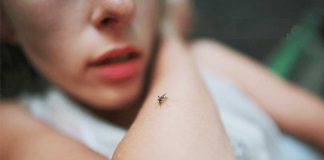 Dengue is caused by Aedis eegypti and Aedes albopictus mosquitoes – these are day-biting mosquitoes that live and breed in clean, stagnant water.