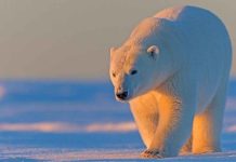 Biden to suspend Trump Arctic drilling leases Arctic National Wildlife Refuge is home to many important species, including polar bears, caribou, and wolves. GETTY IMAGES