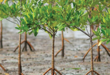 Mangroves serve as Earth’s natural defense against climate change by absorbing and storing carbon dioxide. Protecting and restoring them is one way to curb climate change. YAHOO.NEWS