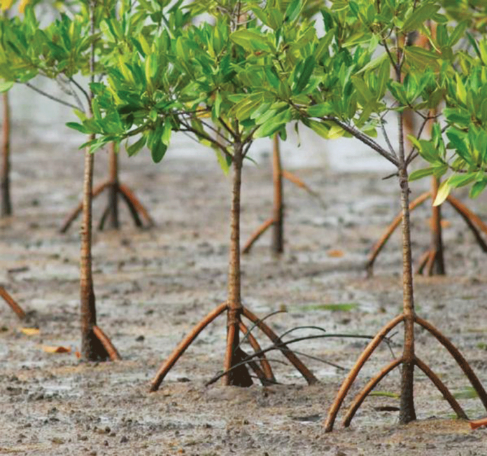 environment Mangroves serve as Earth’s natural defense against climate change by absorbing and storing carbon dioxide. Protecting and restoring them is one way to curb climate change. YAHOO.NEWS