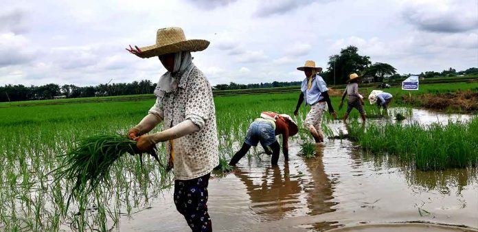 food-safety Farmers plant rice in Barangay Dawis, New Lucena, Iloilo. Food safety is more than proper preparation on the table. It should start in the farm, according to the Department of Health. JAPHET FAJARDO/PN