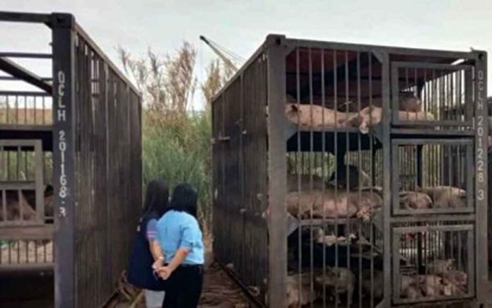 hogs Live hogs from Negros Occidental are prepared to be shipped to different parts of Luzon earlier this month. From April to the middle of June this year, the province delivered more than 17,700 heads to various areas across the country. PVO-NEGROS OCCIDENTAL