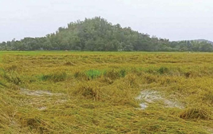 negros-incurs-damages-due-dante A flooded rice farm in Pontevedra, Negros Occidental after the heavy rains brought by Tropical Storm Dante in the first week of June 2021. Some P8.3 million in production losses were reported by crop farmers and animal raisers as of June 8. OPA-NEGROS OCCIDENTAL