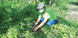 A municipal government employee of New Lucena, Iloilo plants a tree in line with the National Arbor Day and in support of the provincial government’s “Tanum Iloilo” program. Proclamation No. 396 enjoined the “active participation of all government agencies, including government-owned and controlled corporations, private sector, schools, civil society groups and the citizenry in tree planting activity.” PHOTO BY SANSAN LUMAWOD MOTA