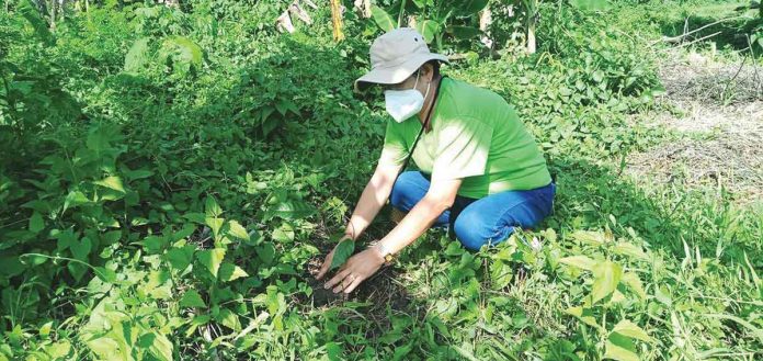 news-ime-arbor-day A municipal government employee of New Lucena, Iloilo plants a tree in line with the National Arbor Day and in support of the provincial government’s “Tanum Iloilo” program. Proclamation No. 396 enjoined the “active participation of all government agencies, including government-owned and controlled corporations, private sector, schools, civil society groups and the citizenry in tree planting activity.” PHOTO BY SANSAN LUMAWOD MOTA