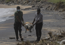 Turtle carcasses wash ashore in Sri Lanka after ship fire Wildlife workers remove decomposed remains of a turtle that lies on a polluted beach following the sinking of a container ship that caught fire while transporting chemicals off Kapungoda, outskirts of Colombo, Sri Lanka, June 21, 2021. AP PHOTO/ERANGA JAYAWARDENA