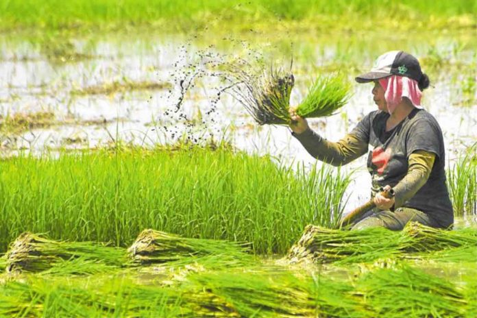 bayanihan A farmer in Pangasinan province prepares for rice planting. PHOTO BY WILLIE LOMIBAO
