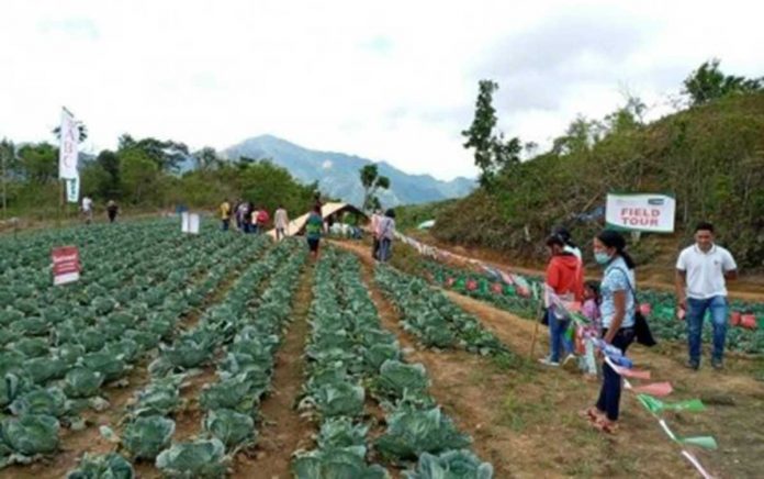 greenhouse-gases Farmers in Barangay Aningalan, San Remigio, Antique produce cabbage and other high-value crops. The Office of the Provincial Agriculturist is constructing seven greenhouses in Barangay Aningalan to boost the income of farmers. PHOTO BY SAN REMIGIO LGU