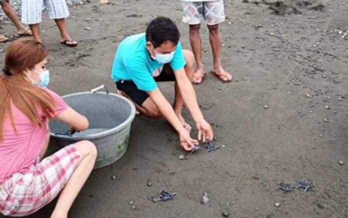 hatchlings FREED. Green sea turtle hatchlings are released in the coastal area of Barangay San Francisco, Tibiao, Antique. The 86 hatchlings were discovered by a fisherman on June 26 and were immediately reported to the Community Environment and Natural Resources Office in the town of Culasi. PHOTO COURTESY OF CENRO CULASI