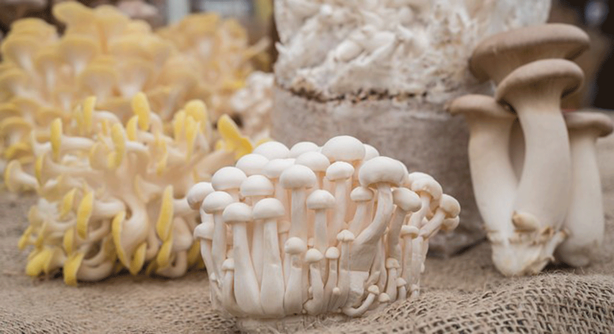 Antique PDLs sustain families through mushroom production