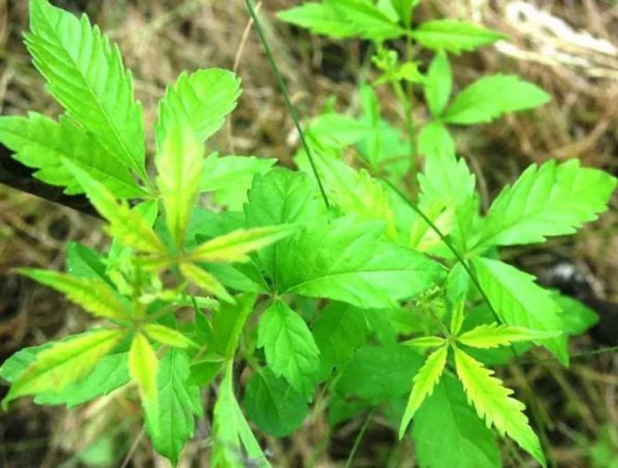 news-lagundi Preliminary findings of a study conducted by the Department of Science and Technology say lagundi can help mild COVID-19 patients get rid of their symptoms faster and speed up the return of their sense of smell. VIA HEALTHCAUTIONS.COM