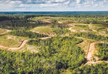 Environmental activists fear for the Papua rainforest – among the most biodiverse places in the world. GREENPEACE