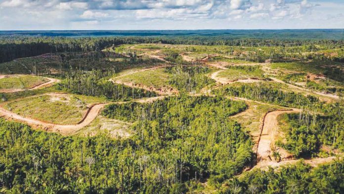 palm-oil Environmental activists fear for the Papua rainforest – among the most biodiverse places in the world. GREENPEACE
