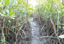 Mangroves serve as breeding grounds for numerous marine species that thrive above and below the waterline. They also help fight global warming by removing carbon dioxide from the atmosphere, and protect coastal areas from violent storm surges and floods by becoming natural barriers.