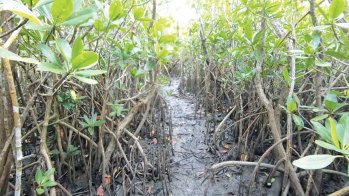 mangroves Mangroves serve as breeding grounds for numerous marine species that thrive above and below the waterline. They also help fight global warming by removing carbon dioxide from the atmosphere, and protect coastal areas from violent storm surges and floods by becoming natural barriers.
