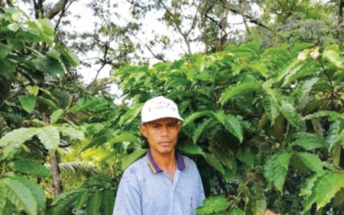 robusta Alejandro Gonzaga, president of the Calu-oy-Tula-tula Sikap Organization, shows their robusta coffee plants in Barangay Calu-oy, Sibalom in Antique. The coffee they are producing has been classified as fine grade during the 2021 Philippine Coffee Quality Competition. ALEJANDRO GONZAGA