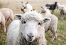 NZ farmer convicted after 226 sheep are euthanized Photo by Sam Carter on Unsplash