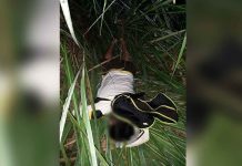 Army vs ‘Reds’: 1 dead, 2 captured A suspected New People’s Army rebel died in an encounter with government troops in Barangay Malasibog, Escalante City, Negros Occidental. CONTRIBUTED PHOTO