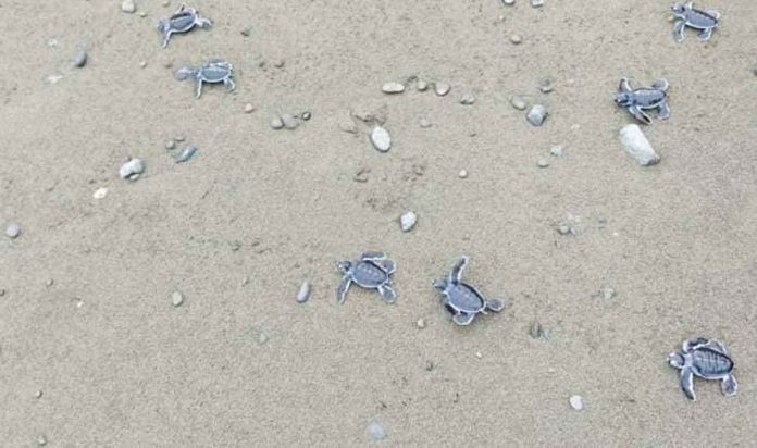 DENR-2 Green sea turtle hatchlings crawl their way to the sea of Tibiao, Antique.