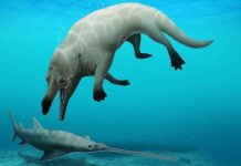 New species of ancient 4-legged whale found The partial skeleton Phiomicetus anubis was found in Egypt's Western Desert. DR ROBERT W. BOESSENECKER