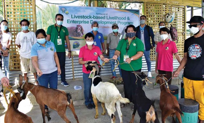 asf Fifteen farmer-members of Integrated Barangay of Numancia Multi-Purpose Cooperative in Aklan receive a total of 90 heads of breeder goats from the Department of Agriculture Western Visayas Livestock Program recently. The livestock project aims to help farmers deal with the income losses they incurred during the pandemic. DA-6