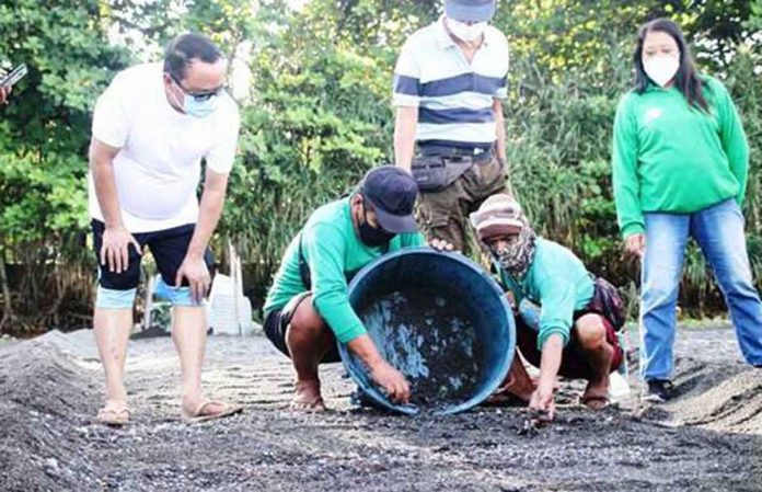 baby-turtles Mayor Elmer Untaran of San Jose, Antique leads the release of 70 baby turtles in the coastal barangay of Funda Dalipe on Aug. 28.