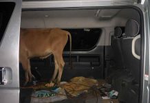 What’s a cow doing inside a van? Policemen of Don Salvador Benedicto, Negros Occidental intercepted this van in Barangay Bunga. Three cattle rustling suspects were arrested. DSB POLICE STATION/NOCPPO