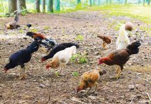 Fly infestation has been reported in several poultry farms in Negros Occidental, prompting Governor Eugenio Jose Lacson to order the immediate implementation of biosecurity measures to control and eradicate the problem. DA-6