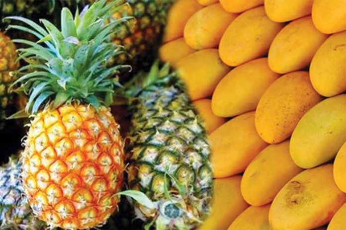 After the Philippines' Bureau of Plant Industry and the US Department of Agriculture's Animal and Plant Health Inspection Service inked a deal on August 12, the country may start shipping pineapples to various markets in the United States and resume mango shipments before the end of the year. ABS-CBN