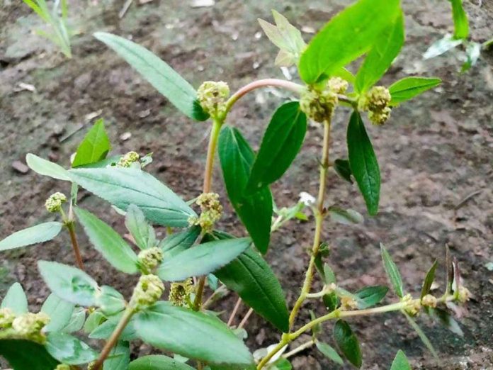 Tawa-tawa, also known as “gatas-gatas,” is a hairy herb growing in open grasslands, roadsides and pathways. PANAY NEWS PHOTO