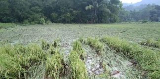 Flood ravages rice fields in Barangay Tugura-ao, Miag-ao, Iloilo. PHOTOS BY SELVINO FABILLO 