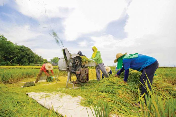 banner The farmgate prices of palay have plunged to P10 to P13 per kilogram, way below the production cost of P15 per kilogram, according to farmers’ group SINAG. DEPARTMENT OF AGRICULTURE