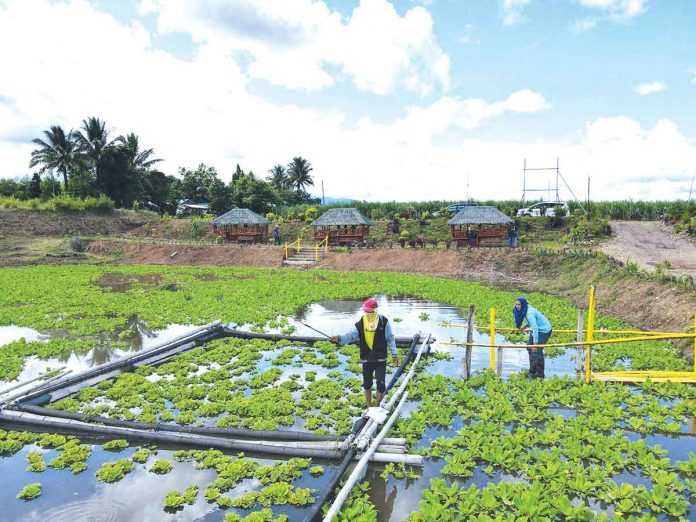 biz-1 A rehabilitated lagoon in Manapla is filled with lush vegetation and became a fishing ground, dispelling claims of pollution.