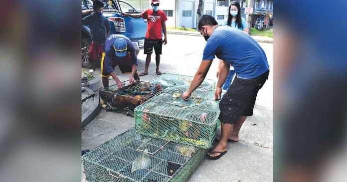 chickens-to-farmers Farmers’ associations in Buenavista, Guimaras, receive their stocks of native chicken under the Livestock and Poultry Livelihood Assistance Program of the Department of Agriculture. Over 8,000 native chickens have been provided to farmers’ cooperatives and associations and individual farmers as of the third quarter of 2021. DA REGIONAL AGRI-FISHERY INFORMATION DIVISION